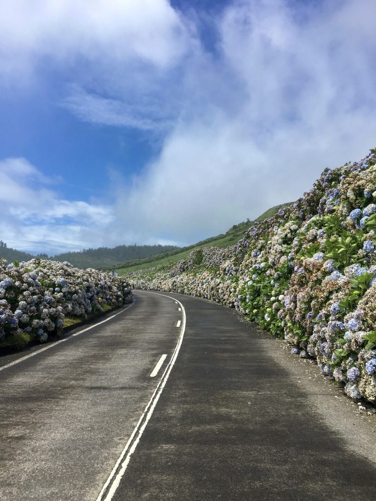 IMG_route Açores Photo d'une route aux Açores, bordée d'hortensias